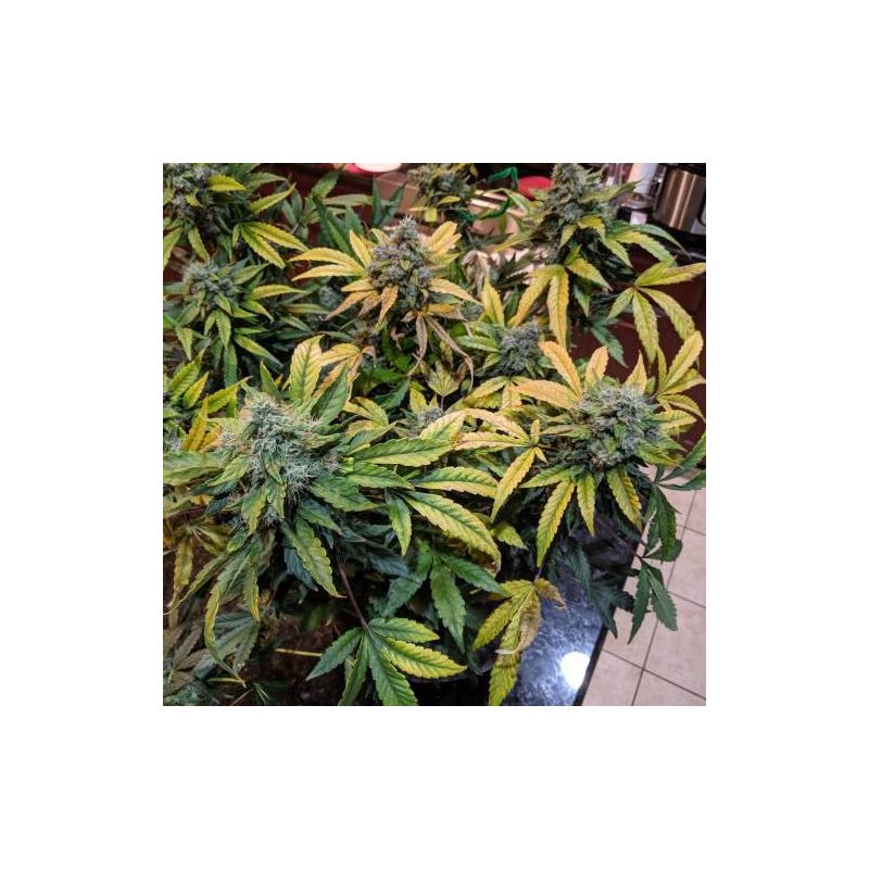 Sweet Nurse Auto CBD, Фасовка: 3+1, изображение 4