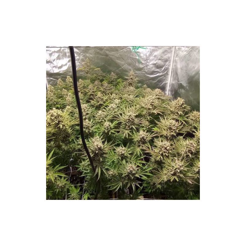 San Fernando Lemon Kush, Фасовка: 3+1, изображение 3