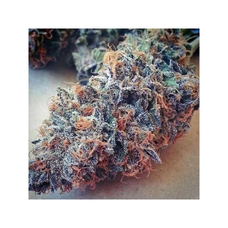 Purple Kush (X), Фасовка: 5, изображение 3