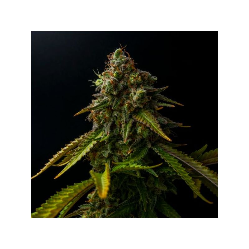 MK-Ultra (X), Фасовка: 5