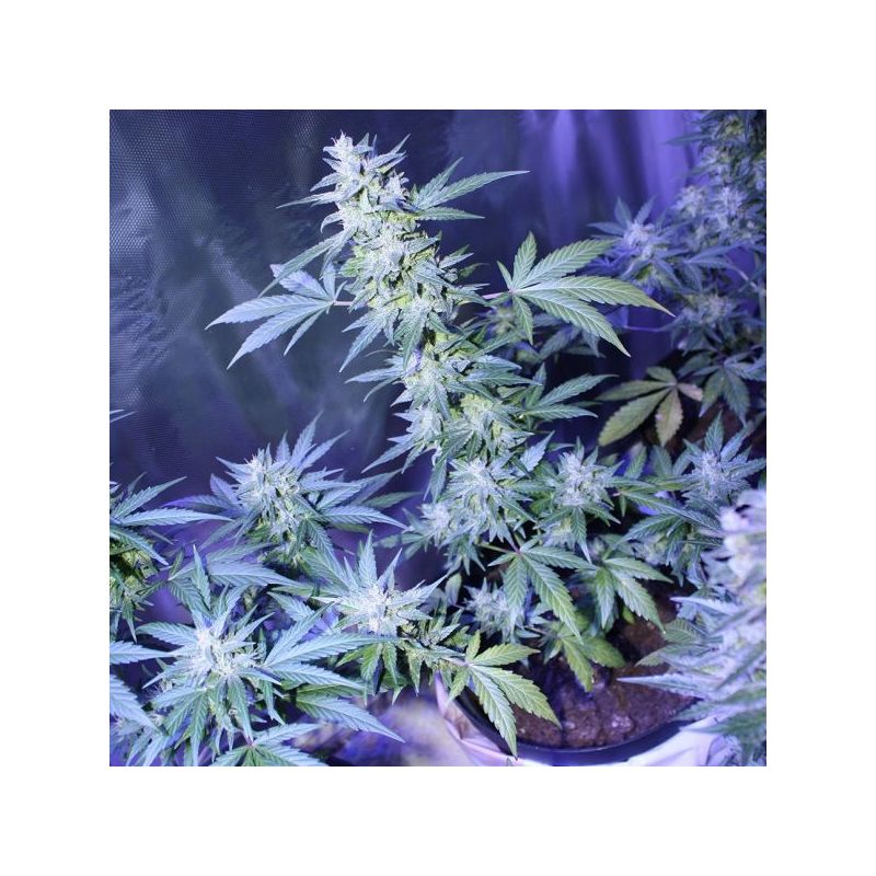 Automatic AK 47(X), Фасовка: 5, изображение 4