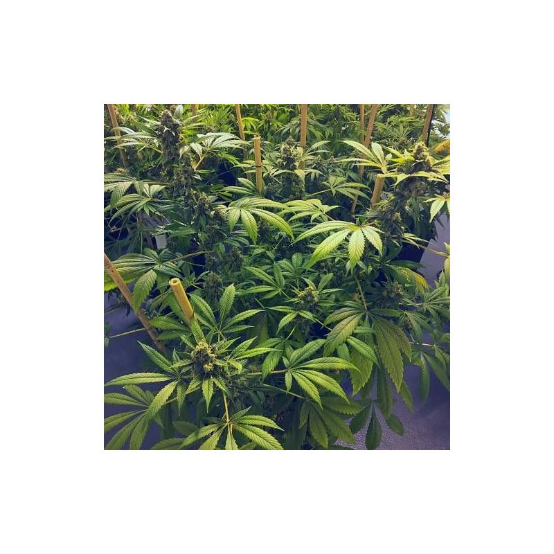 Blueberry (X), Фасовка: 5, изображение 6