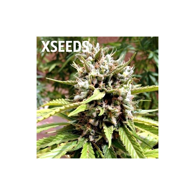 Auto Blueberry (X), Фасовка: 5