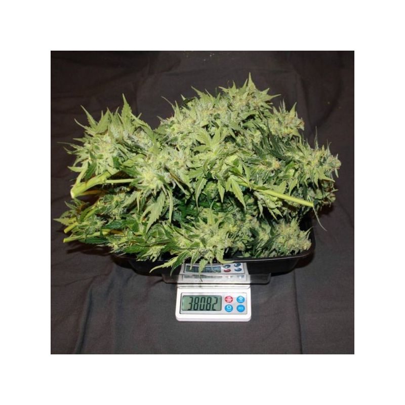 Auto Gorilla XL, Фасовка: 5, изображение 7