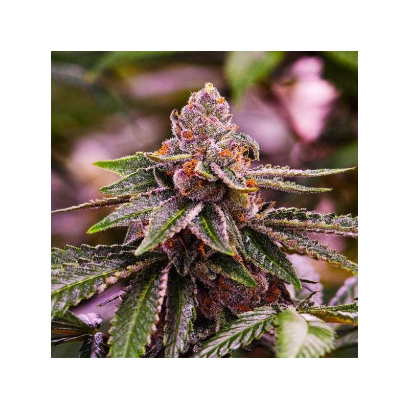 Girl Scout Cookies (X), Фасовка: 5, изображение 2