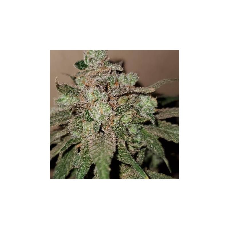 Wedding Cake (X), Фасовка: 5, изображение 3