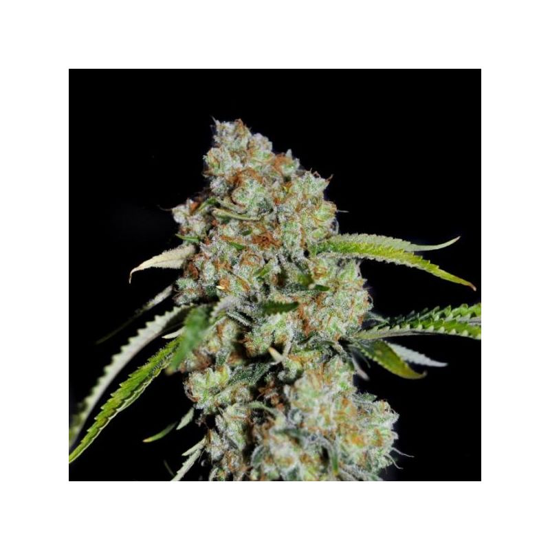 MK-Ultra (X), Фасовка: 5, изображение 5