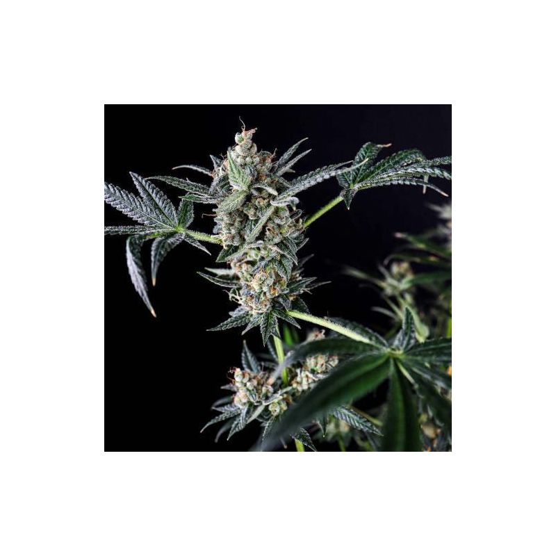 San Fernando Lemon Kush, Фасовка: 3+1, изображение 4