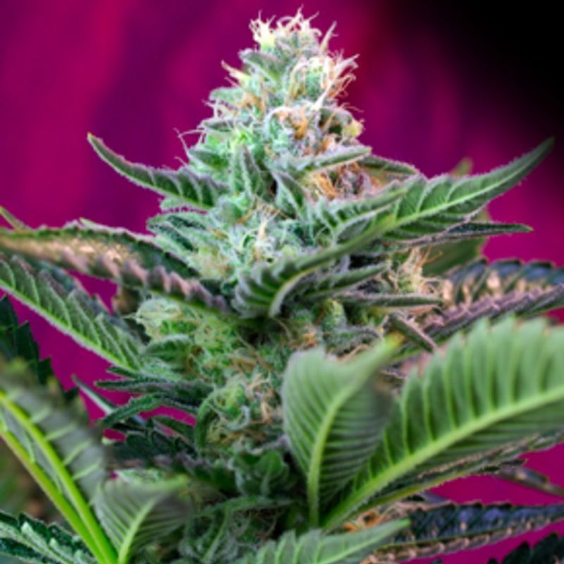 Monah Ram Auto, Фасовка: 3+1