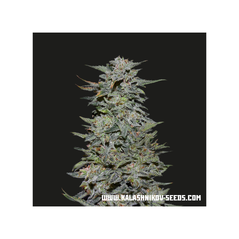 Boy Scout Cookies, Фасовка: 3