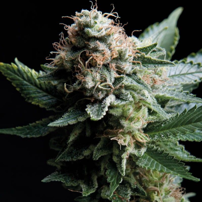 White Widow CBD, Фасовка: 5+1