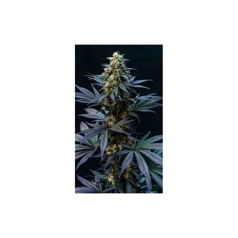 Black Lebanon, Фасовка: 5, изображение 2