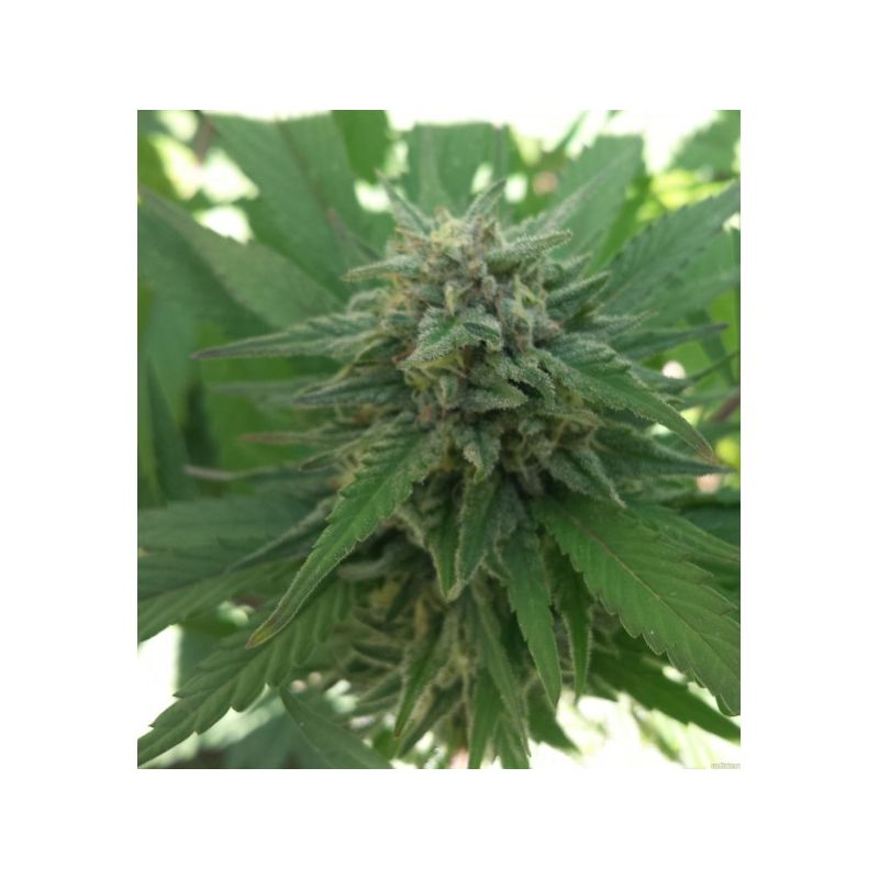 Sweet Cheese Fast Version, Фасовка: 3+1, изображение 3