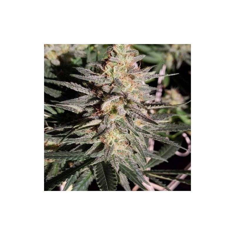 Baykal Express, Фасовка: 5, изображение 5