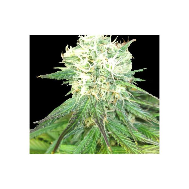 Auto Northern Light genetics, Фасовка: 5+2