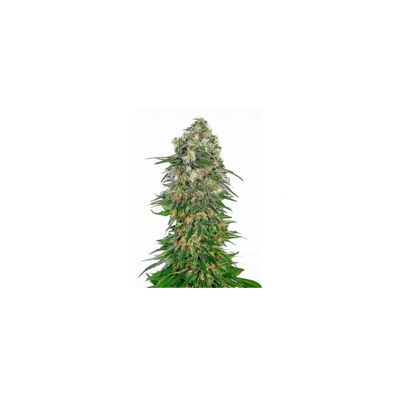 Auto Big Bud, Фасовка: 10+5