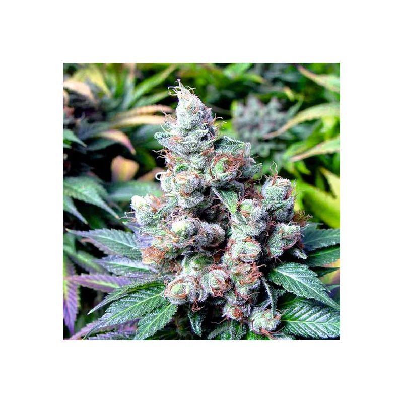 Mazari Auto, Фасовка: 3