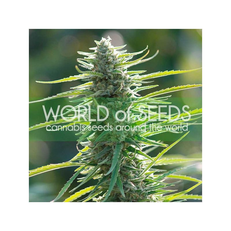 Colombian Gold, Фасовка: 3