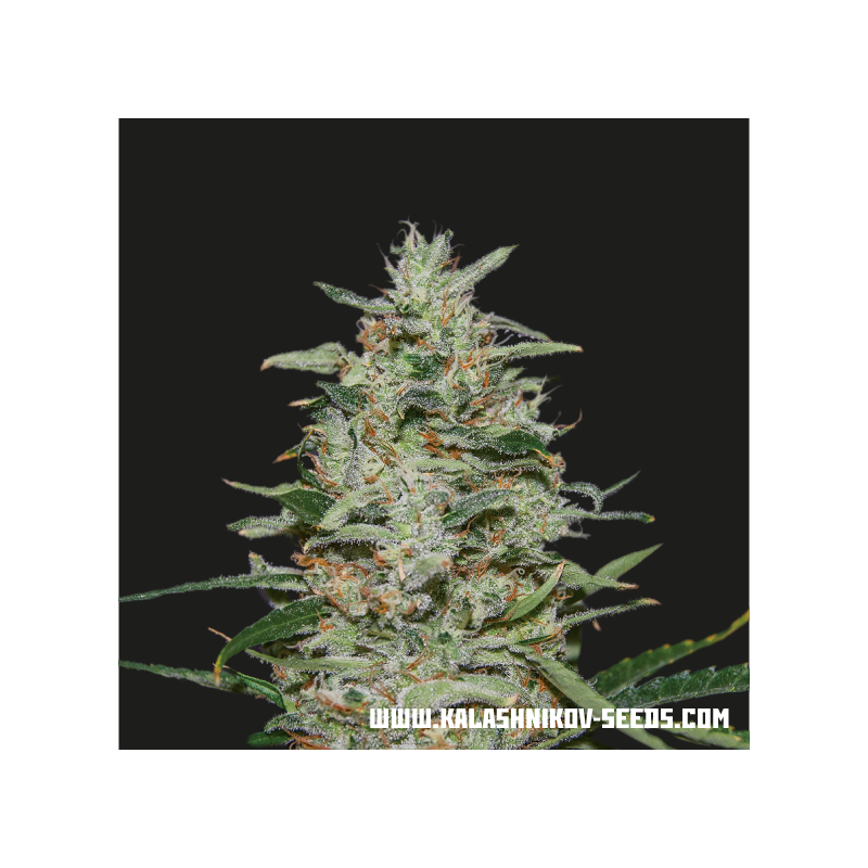 White Russian OG, Фасовка: 5