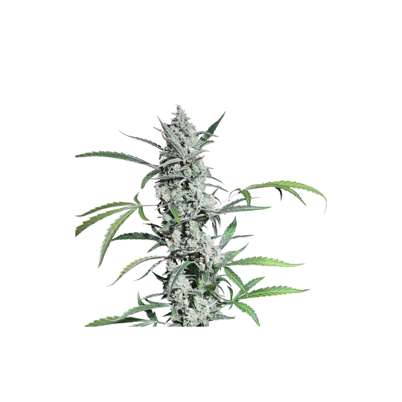 Fat Pete’s Cookies Auto, Фасовка: 5