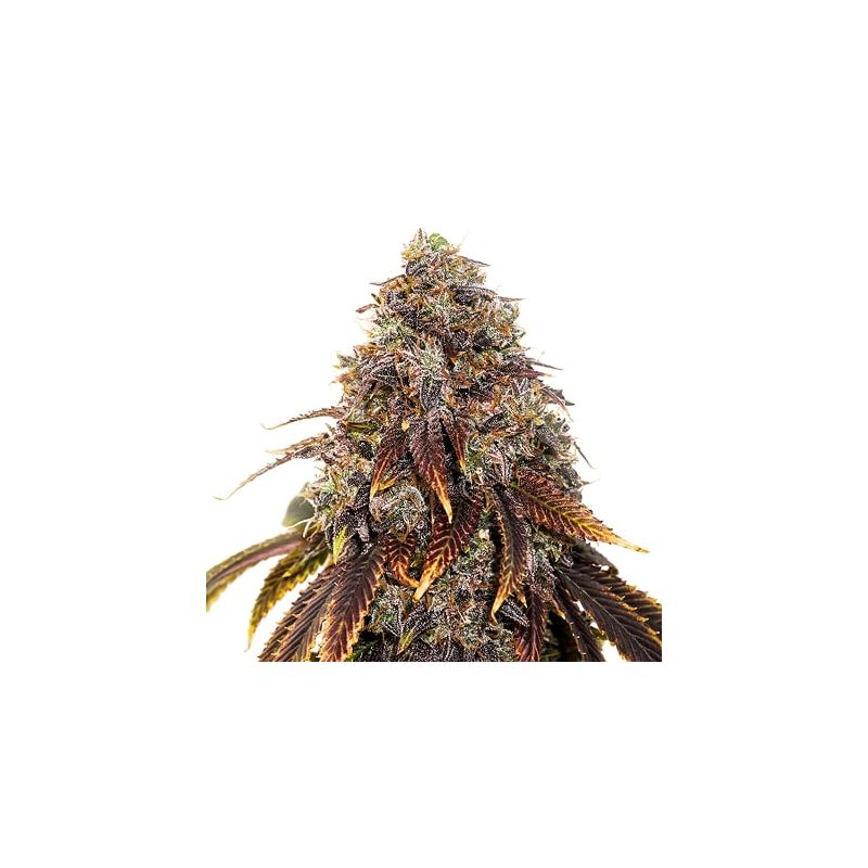 Gelato 41 Auto, Фасовка: 3