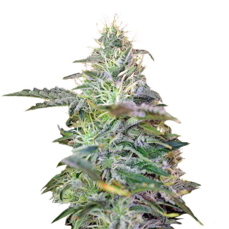 Sweet Cheese Auto, Фасовка: 3+1