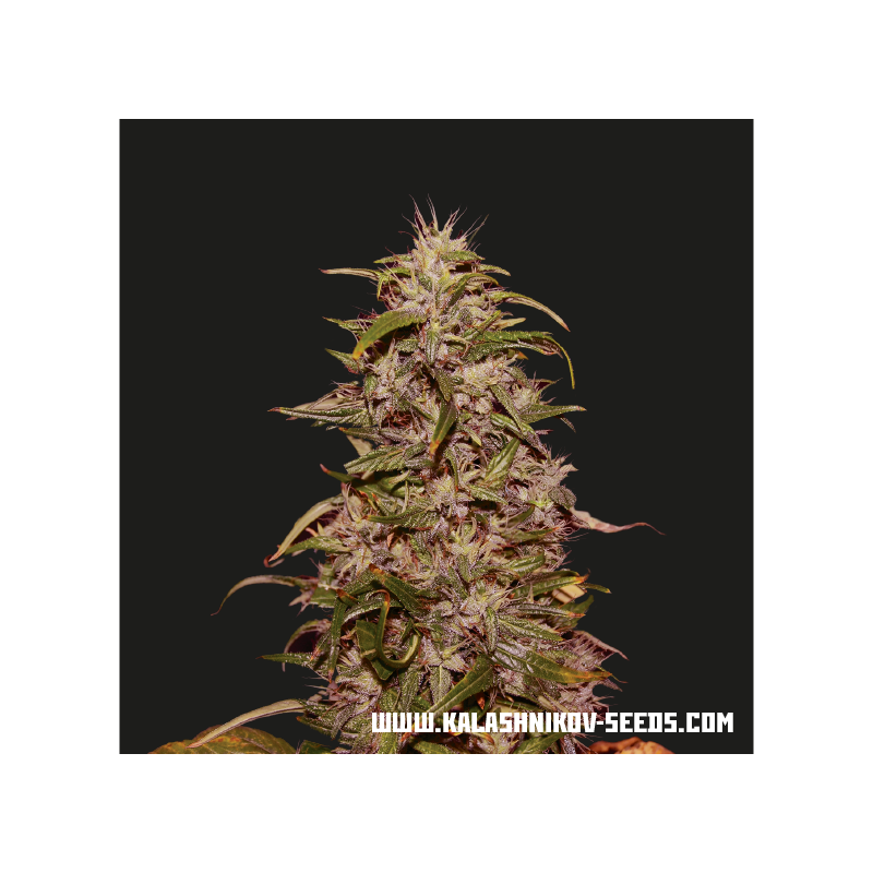 Big Altai Sativa Express, Фасовка: 5