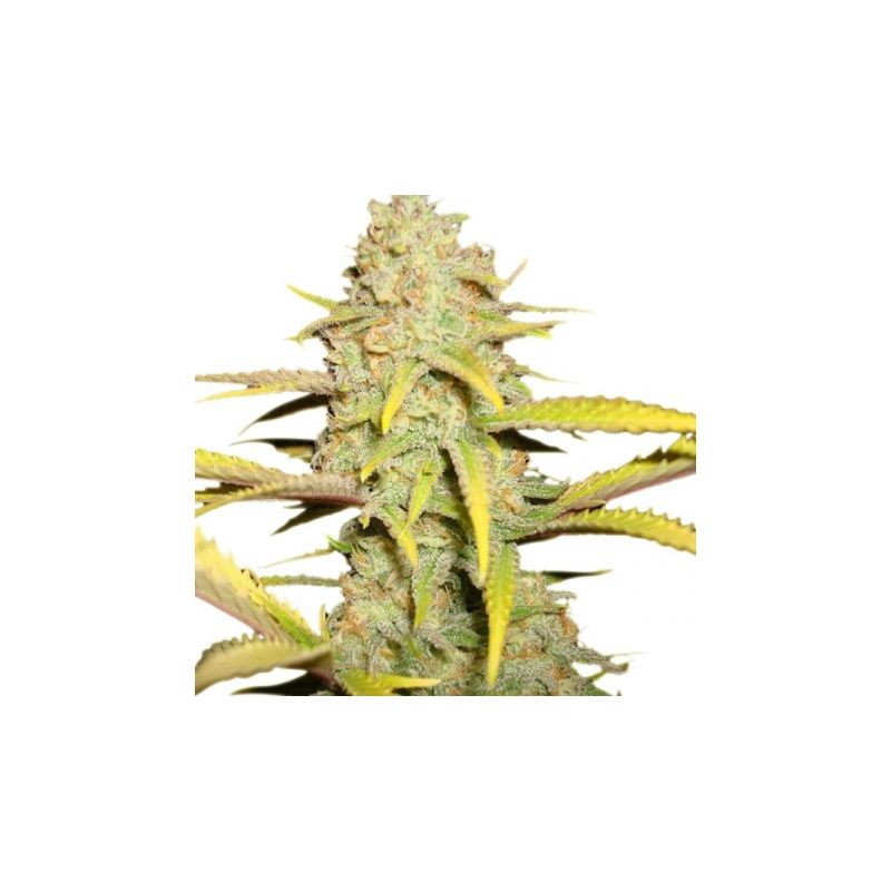 Auto Og Kush, Фасовка: 5+2