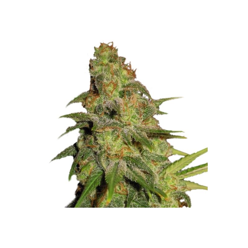 Auto Super Skunk genetics, Фасовка: 3+1