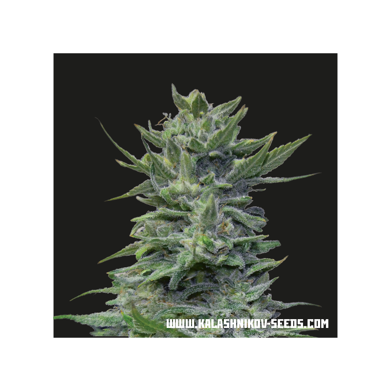 Lavanda Cream, Фасовка: 5