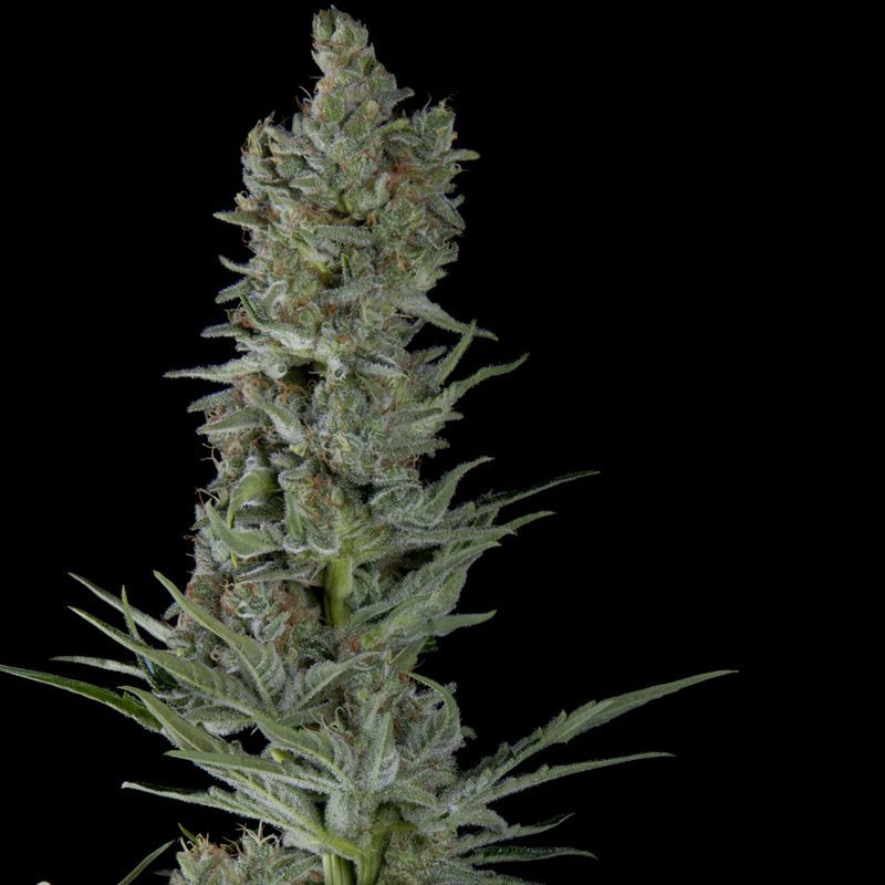 Critical Plus Auto, Фасовка: 5+1