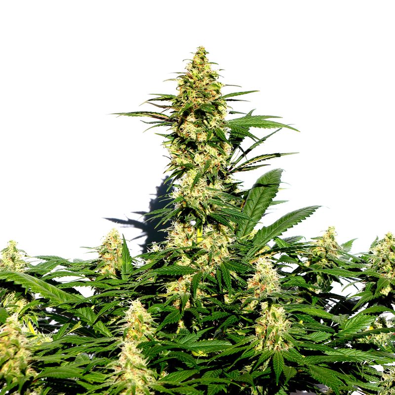 Amnesi-K Lemon, Фасовка: 10