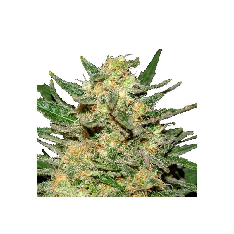 White Russian Auto, Фасовка: 3