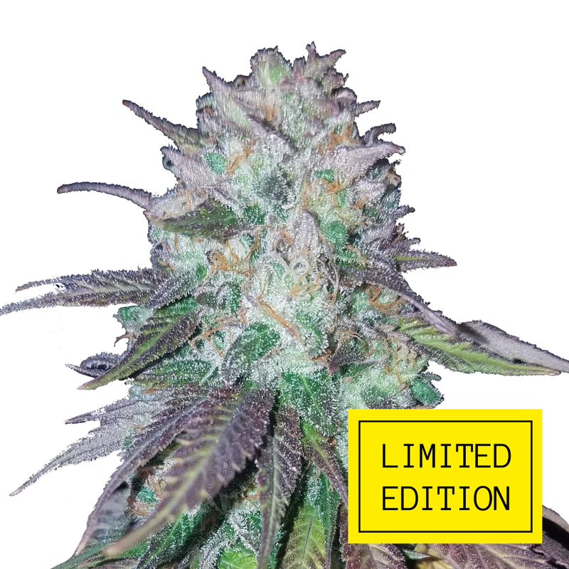 Blueberry Haze genetics, Фасовка: 3