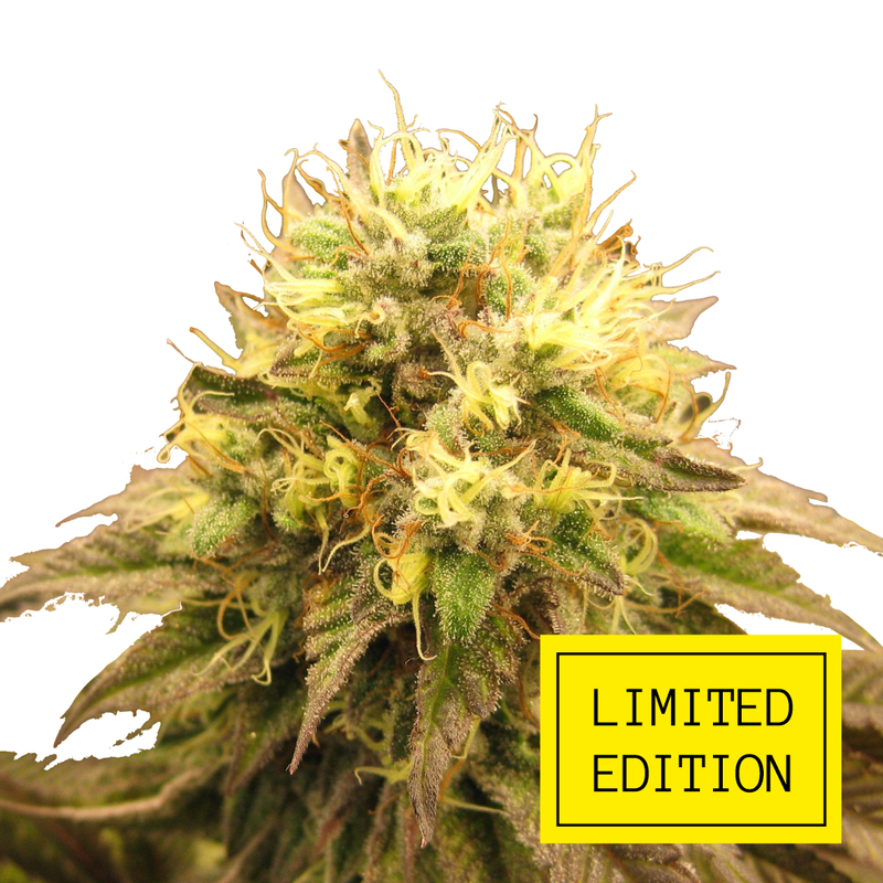 Bubba Kush genetics, Фасовка: 3