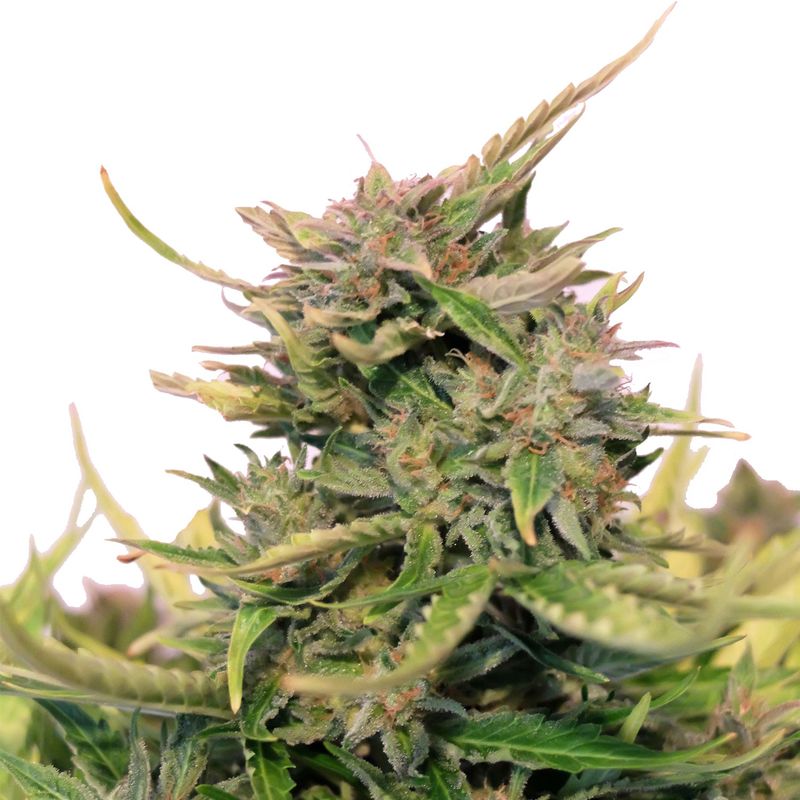 Baby Boom CBD Auto, Фасовка: 3