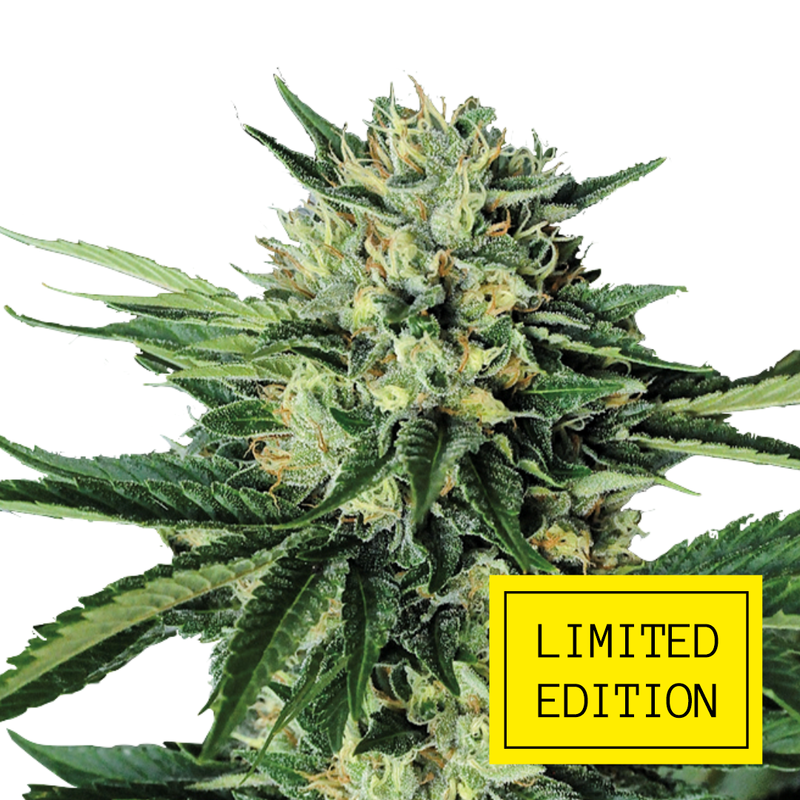 Chemo Kush genetics, Фасовка: 3