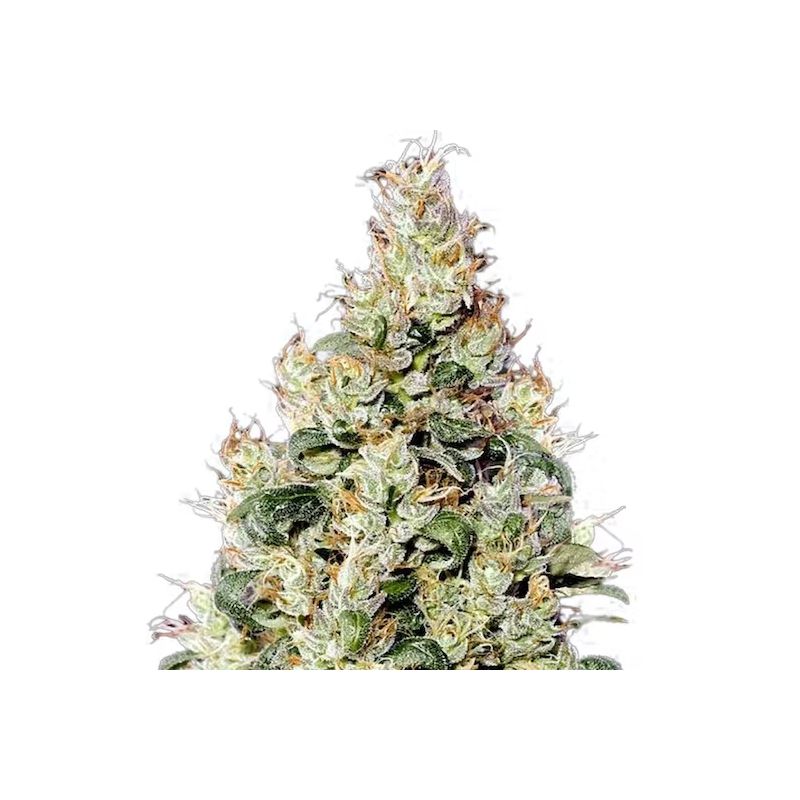 Exodus Cheese Auto CBD, Фасовка: 3