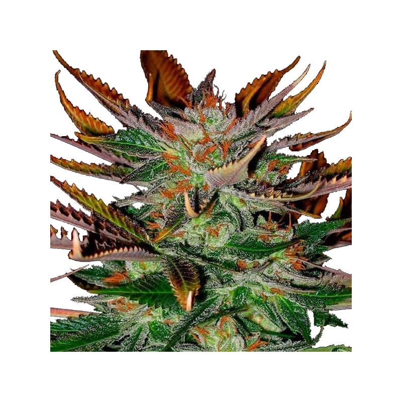 McEarly Reg, Фасовка: 10