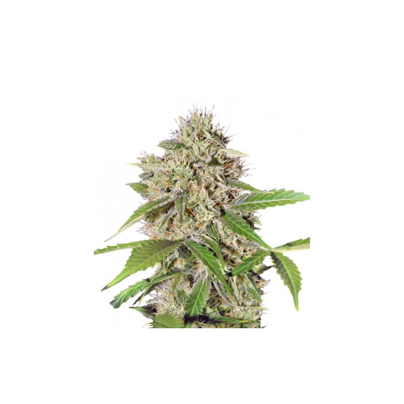 Northern Light, Фасовка: 5