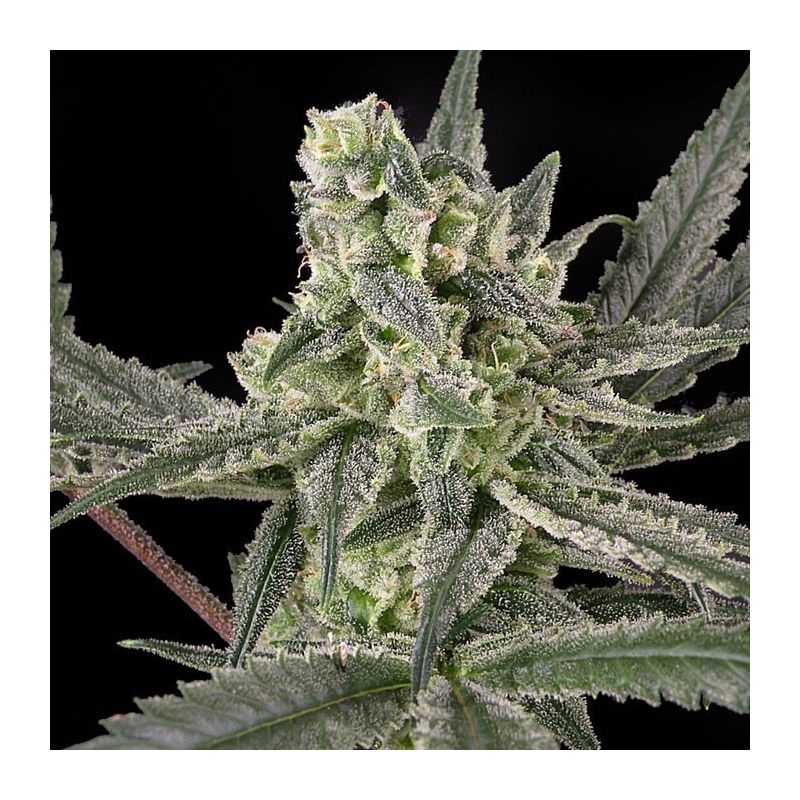 Old School, Фасовка: 5