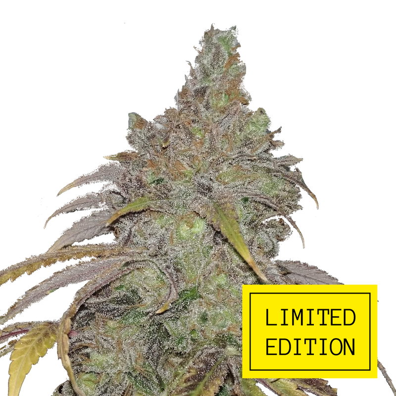 Quick Crack genetics, Фасовка: 3