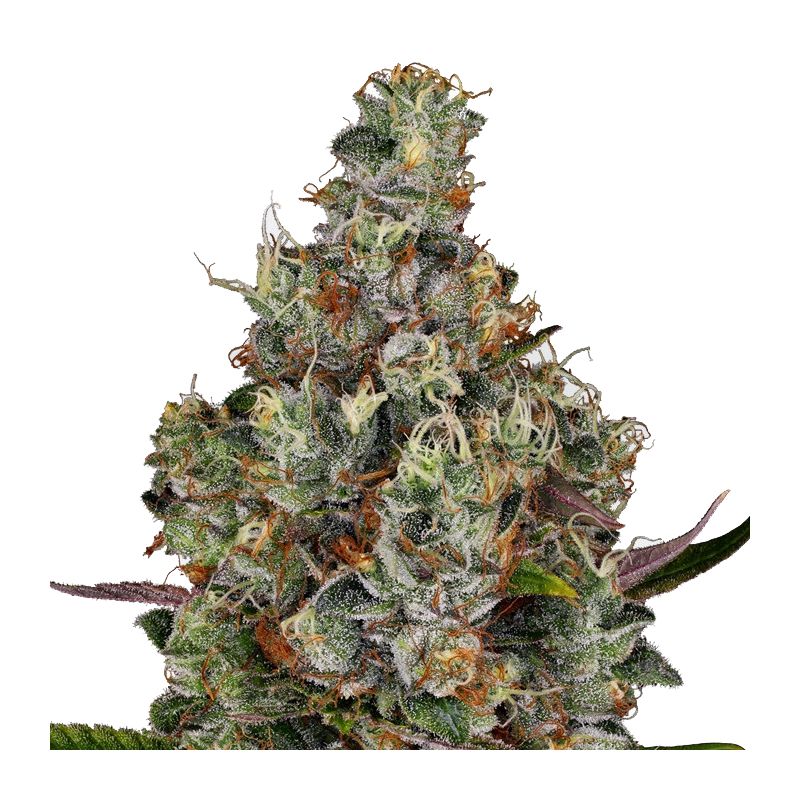 Rainbow Road, Фасовка: 5