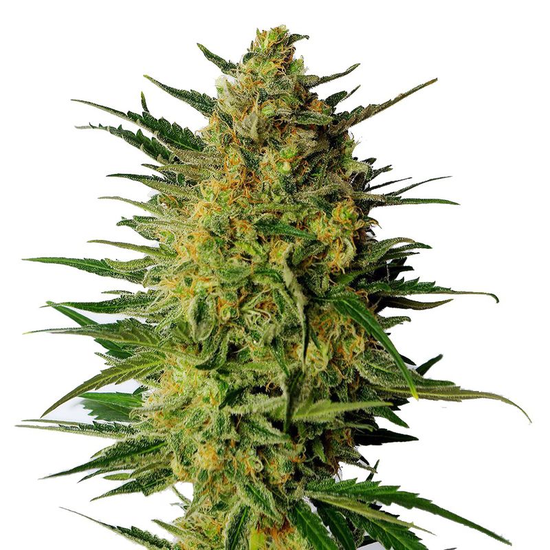 Super AK, Фасовка: 3