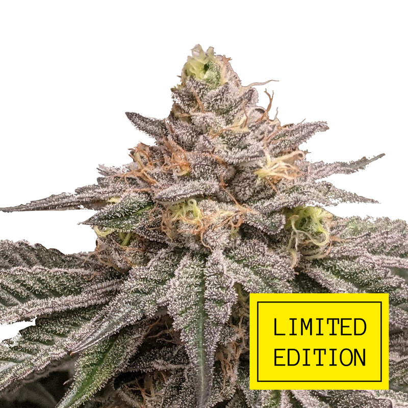 True Cookies OG genetics, Фасовка: 3