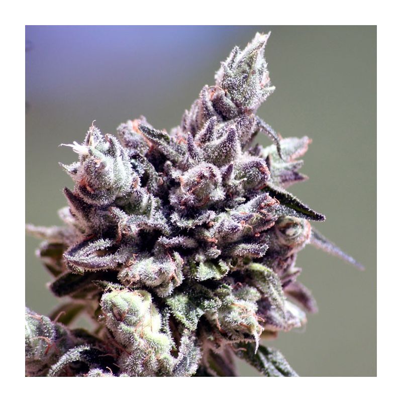 Washing Machine, Фасовка: 5