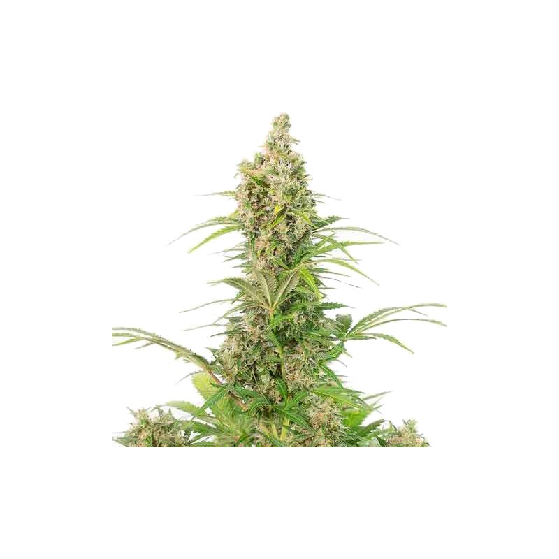 White Widow Auto CBD, Фасовка: 10