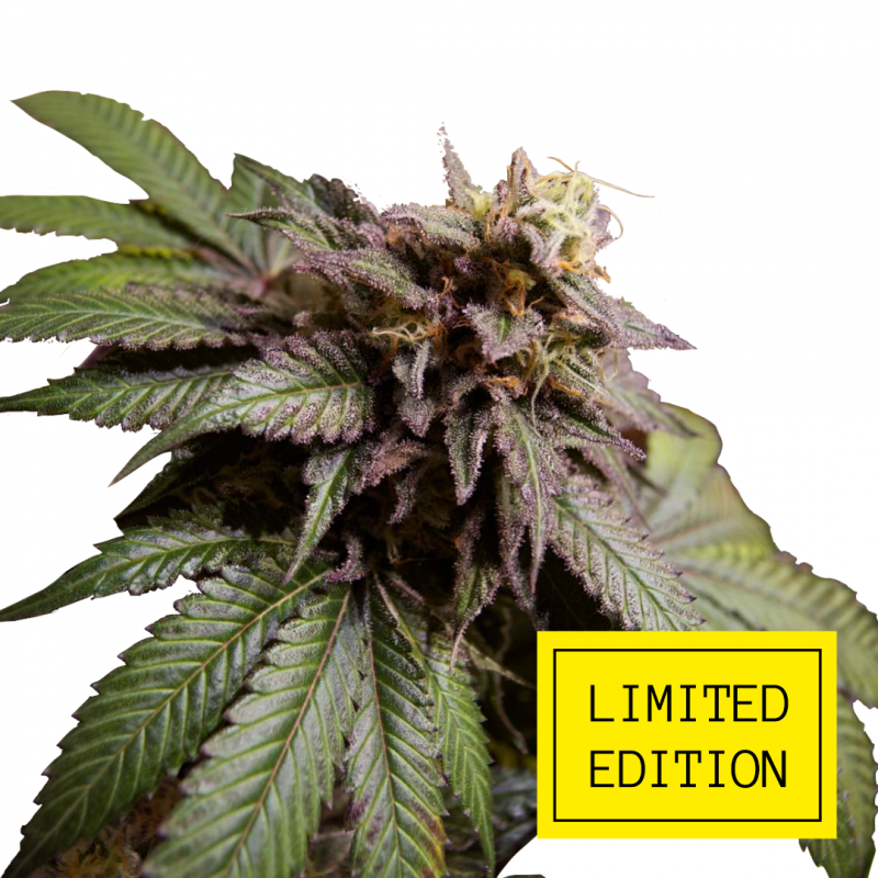 Zkittle OG genetics, Фасовка: 3