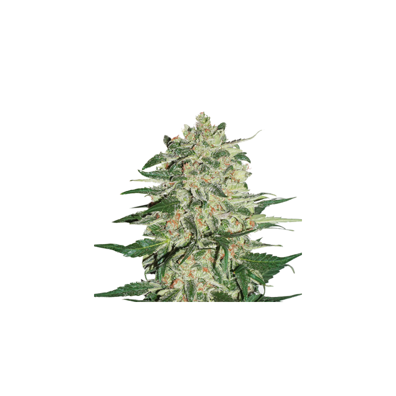 Big Bud Auto, Фасовка: 3