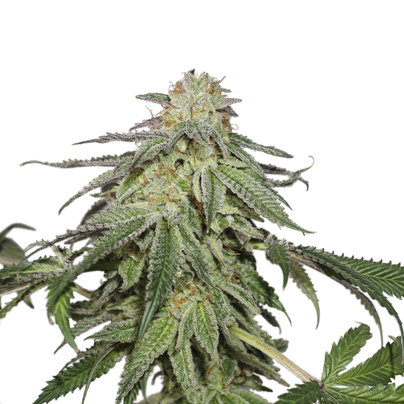 Cookies and Cream Auto, Фасовка: 3